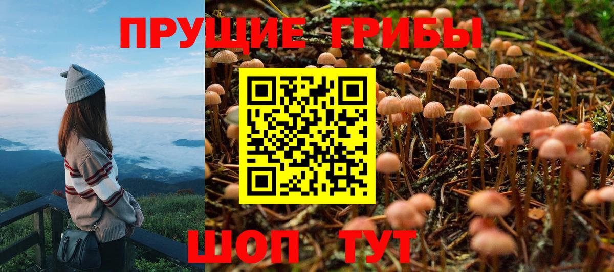 Черняховск  Галлюциногенные грибы Cubensis  Вход с VPN  Галлюциногенные грибы мицелий 